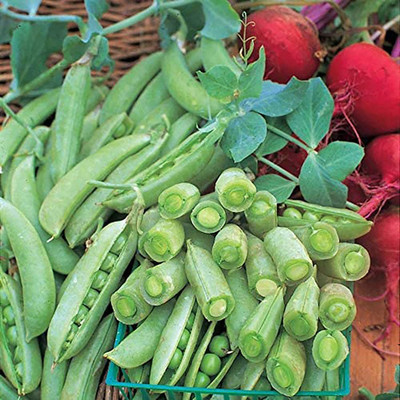 CYBEXIS Grow Garden Pea Seeds800 Seeds Seed(800 per packet)