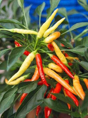 WILLVINE KGF -X Imported | yellow & red chilli seeds[10gm, 2000 Seeds] Seed(2000 per packet)