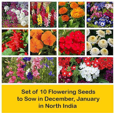 WILLVINE Set of 10 Flowering Seeds to Sow in December, January in North India Seed(300 per packet)