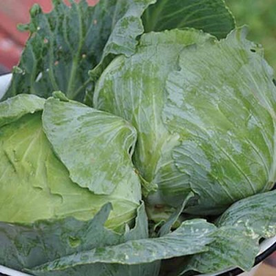 KNESSiN DLX-17 Cabbage Charleston Wakefield Seed(500 per packet)