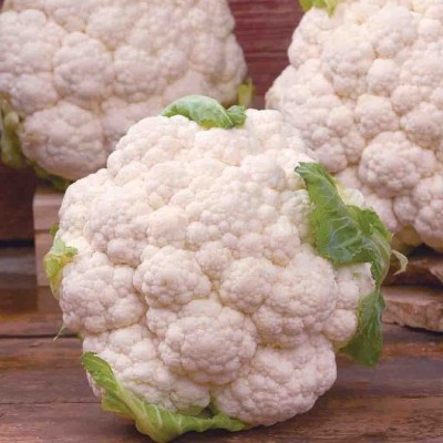 Quentova Cauliflower Seeds, Snowball-8M-KWI Seed(250 per packet)