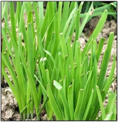 Qualtivate ICRA-5A Garlic Chives Seeds Seed(300 per packet)