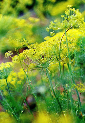 VibeX ® XLR-265 Dill Autumn Drought Tolerant Seed(500 per packet)