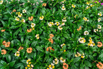 SAFRONI kanakambaram-firecracker-crossandra Seed(14 per packet)