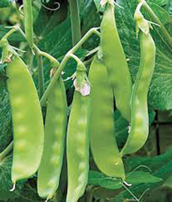 CYBEXIS VXI-19 - Pea Sugar Snap Pea - (900 Seeds) Seed(900 per packet)