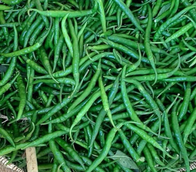 granthi Chilly/Green Chilli/हरी मिर्च Seed(2500 per packet)