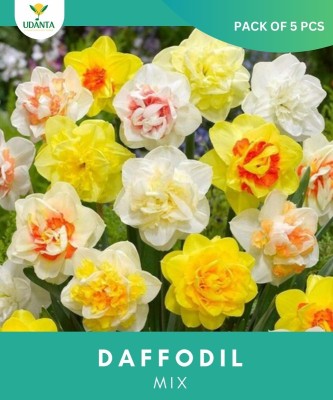 Udanta Imorted Daffodil Mix Flower Bulb For Home Gardening multicolor Seed(5 per packet)