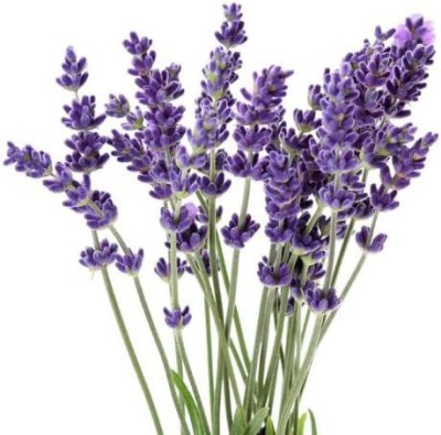 CYBEXIS NDIR-68 - Anouk Spanish Lavender - (750 Seeds) Seed(750 per packet)