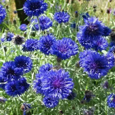 Aro Cornflower Seed(25 per packet)