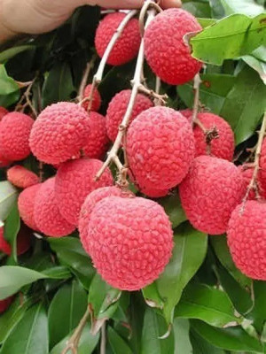 MAA Litchi, Lichi, Lychee Seed(37 per packet)