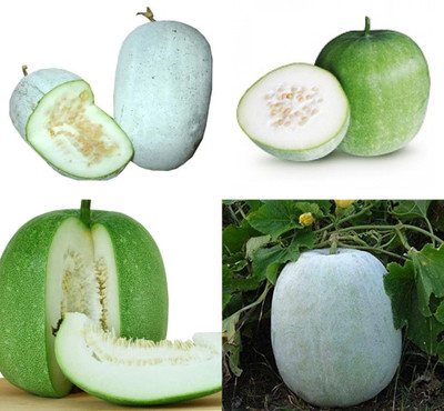 ibains Ash gourd seeds for home garden beej 20 Seed(20 per packet)