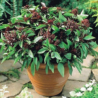 CYBEXIS VVI-55 - Siam Queen Thai Basil - (4500 Seeds) Seed(4500 per packet)