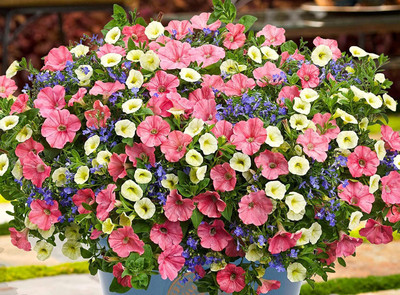 CYBEXIS Petunia F1 Mix Indoor Annual Flowers for Planting Seed(50 per packet)