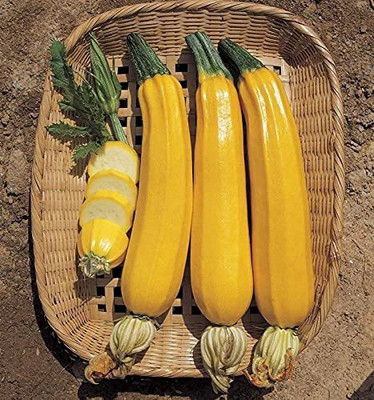 VibeX GBPUT-10 - Zucchini Yellow - (225 Seeds) Seed(225 per packet)