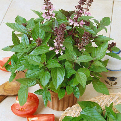 VibeX ® VXI-8 Basil Asian Cinnamon Seeds Seed(1000 per packet)
