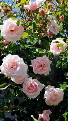 CRGO ROSE , GULAAB Seed(90 per packet)