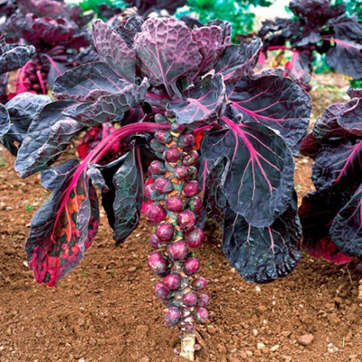 WILLVINE MAH -XVI Redarling Brussels Sprouts Purple [10g] Seed(3000 per packet)