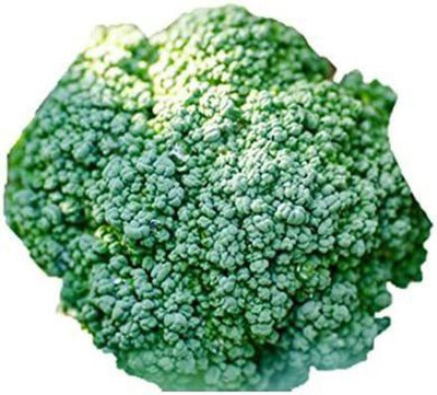 VibeX Broccoli Seed(200 per packet)