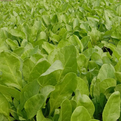 MYLAWN High Quality Spinach Palak Seed(800 per packet)