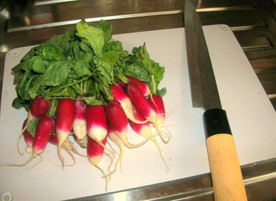CYBEXIS High Germination DUETT Early spring radish1200 Seeds Seed(1200 per packet)