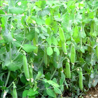 Qualtivate PUA-8A Sugar Daddy Snap Pea Seeds Seed(200 per packet)