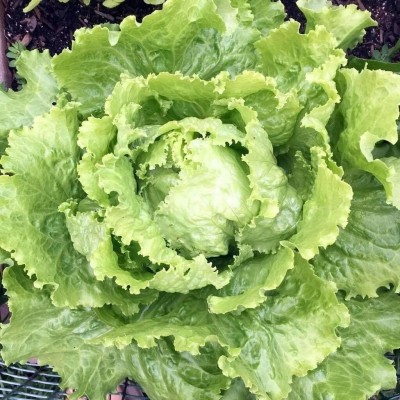 Qualtivate XXX-6A Batavian Leafy Iceberg Lettuce Seeds Seed(300 per packet)