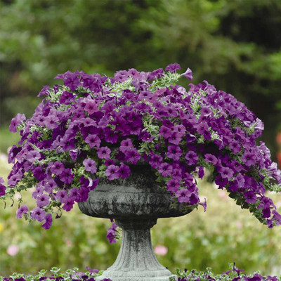 Biosnyg Petunia Blue Blooms[100 Seeds] Seed(100 per packet)