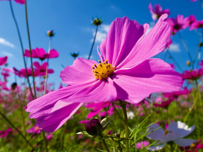 Aywal Fizzy Pink Cosmos Flower Seed(10 g)