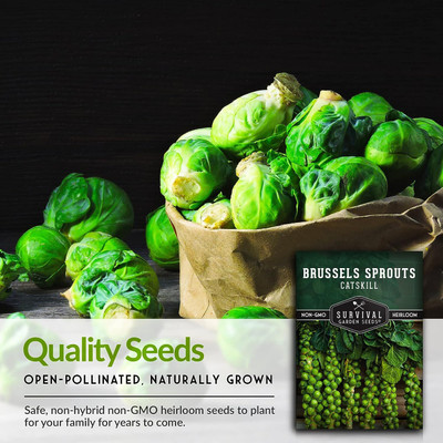WILLVINE KGF -XII Brussel Sprouts F1 Hybrid [1g] Seed(300 per packet)