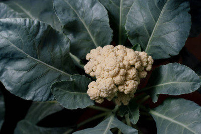 VIATION white cauliflower,gobhee seeds Seed(30 per packet)