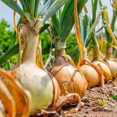 Qualtivate PUA-7A Onion Short-Day Texas Grano(Yellow) Seed(500 per packet)