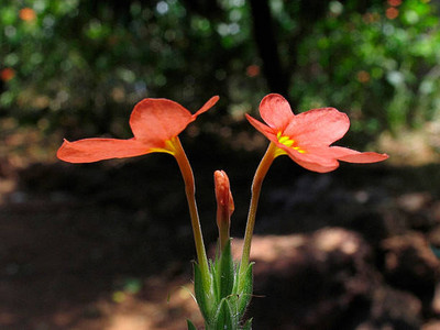 Petsella kanakambaram-firecracker-crossandra Seed(32 per packet)