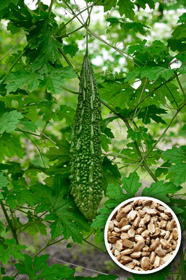 Seedsilk Store Karele Seeds,Japanese Long (Asian vegetable)Bitter Gourd Seed(20 per packet)