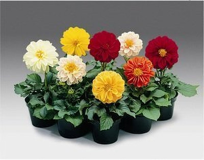 Aywal Dahlia Hybrid Flower Seed(100 per packet)
