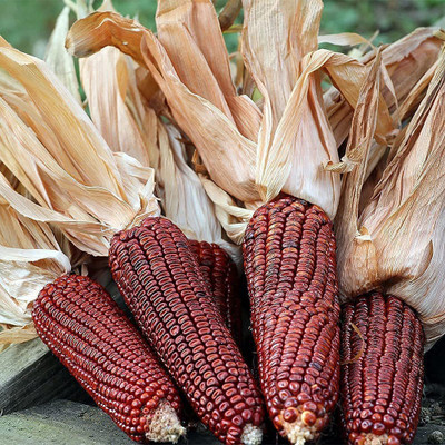 VibeX ® LXI-698 Heirloom Red Dent Corn Seed(500 per packet)