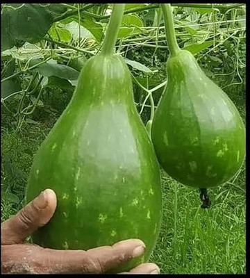 BSARKAR Best round louki/bottle gourd seed Seed(20 per packet)