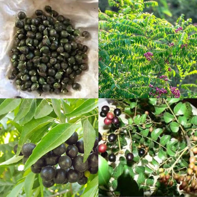 LIFELEX Curry Tree, Curry Leaf, Curry Patta, Kari patta, Sweet neem, Meetha Neem Plant Seed(13 per packet)