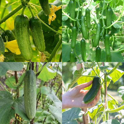 ibains Khera seeds cucumber kakri seeds bij 20 Seed(20 per packet)