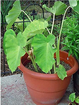 KANAYA Taro Root Arabi Beej Seed(11 per packet)