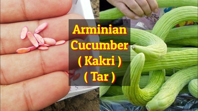 CYBEXIS NDIR-85 - Kakri Selection Long Melon - (150 Seeds) Seed(150 per packet)