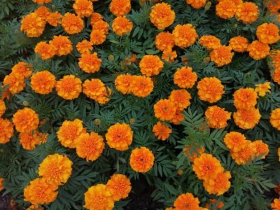 Arshiayat marigold/gende ka phool flower seeds Seed(25 per packet)