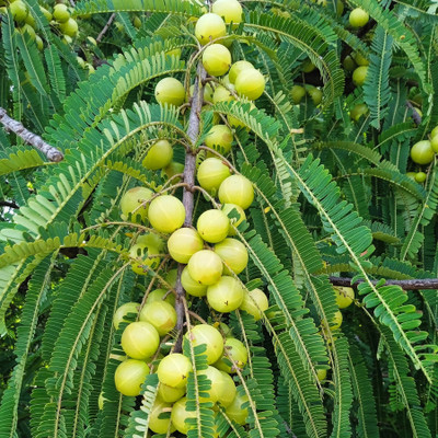 Jignishaseeds Indian Gooseberry, Amla Fruit Seeds For Home Garden Seed(30 per packet)