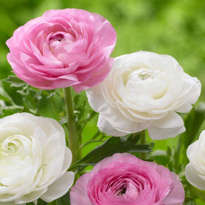 Epazo Ranunculus Flower Bulb Seed(2 per packet)