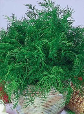 CYBEXIS VXI-2 - Dill Herb (Anethum graveolens) - (750 Seeds) Seed(750 per packet)