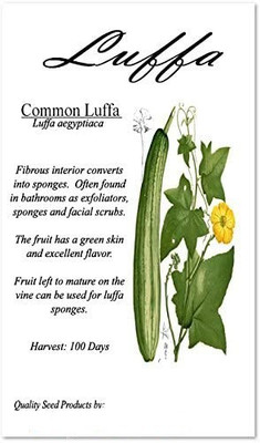 CYBEXIS NDIR-51 - Sponge Gourd F1 Hybrid - (100 Seeds) Seed(100 per packet)