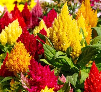 Aywal Celosia Seed(10 per packet)