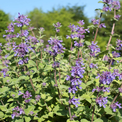 Qualtivate KGF -46 Catnip Seeds Seed(1000 per packet)