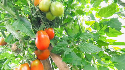 ALPINE HYBRIDE SEEDS tomato Seed(30 per packet)
