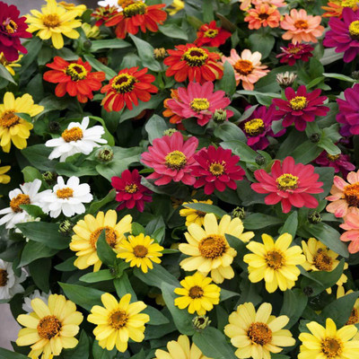 LPR ZINNIA, ZENNIA Seed(35 per packet)