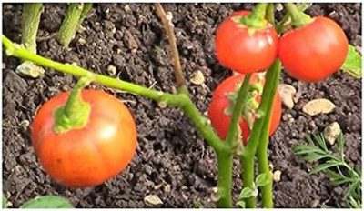 Biosnyg Organic Rosso Di Napoli Brinjal Eggplant Vegetables ( Seeds) Seed(2000 per packet)
